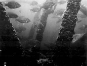 Paddlewheel with a school of fish
